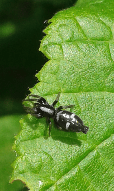 Aphantaulax sp. (Gnaphosidae)? S - Padova